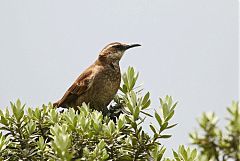 Stout-billed Cinclodes